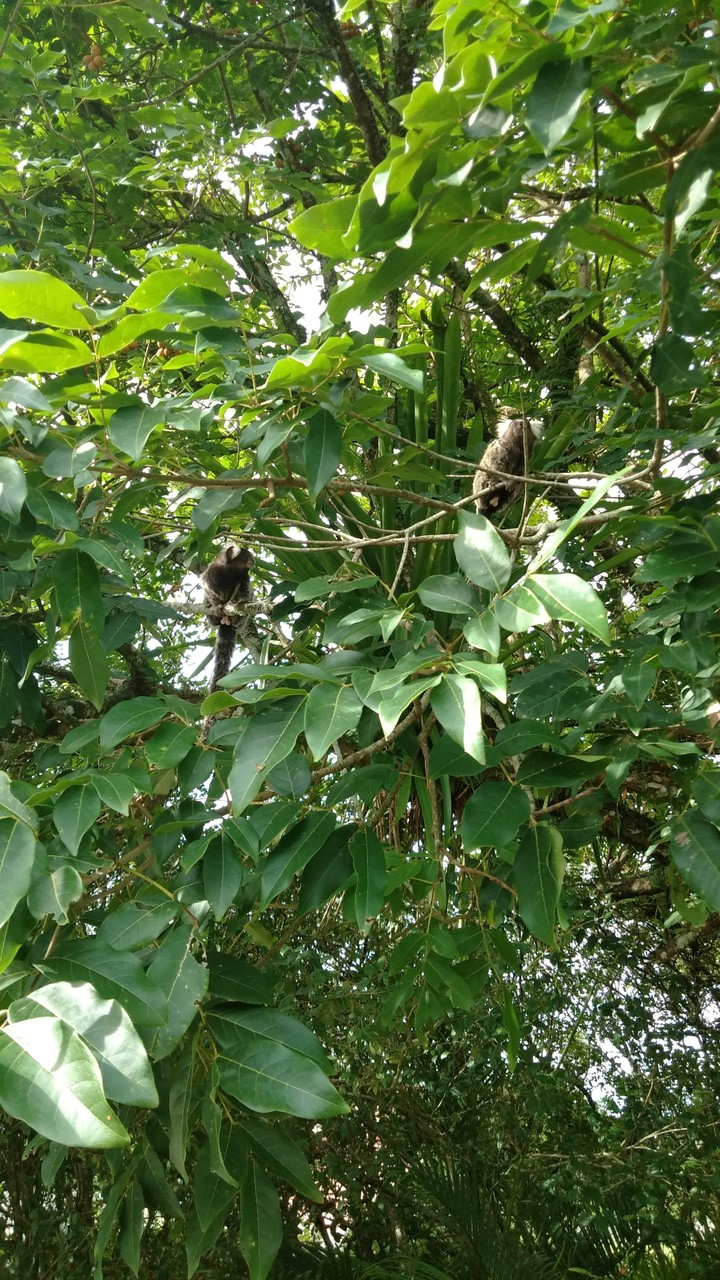 Saguins