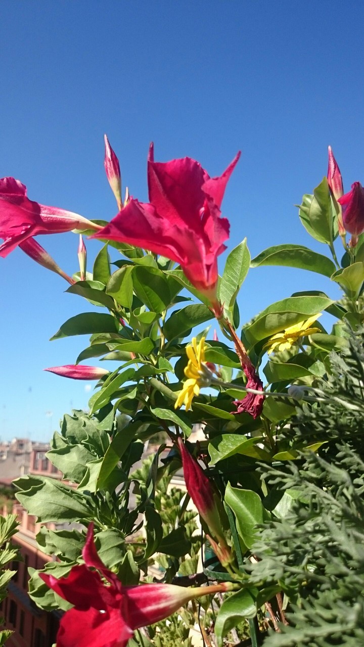 Flowers 