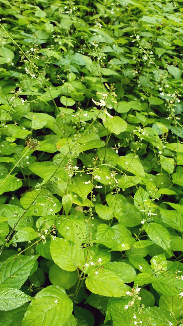 leaves close up