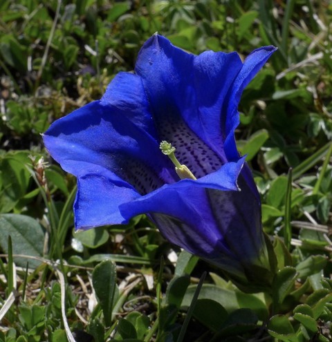 flower, grass वॉलपेपर
