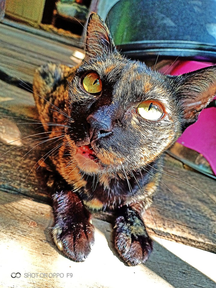 cute cat