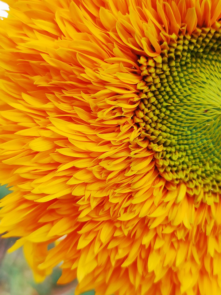 sunflower