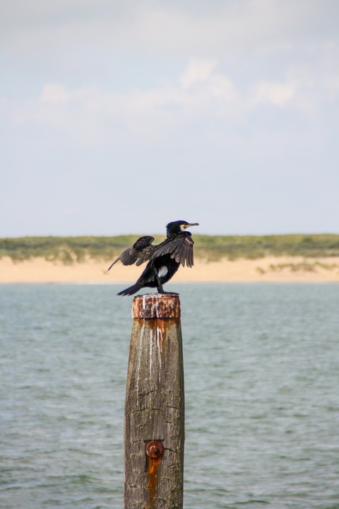 bird