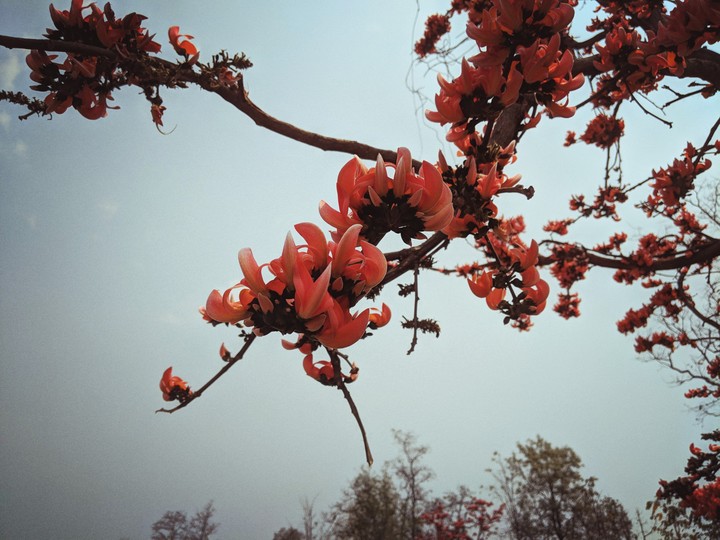 orange flower
