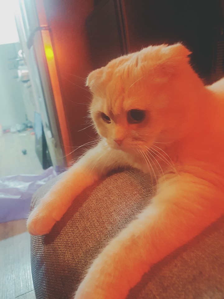 멍때리는보리