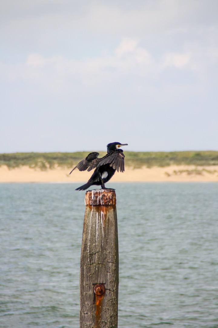 bird
