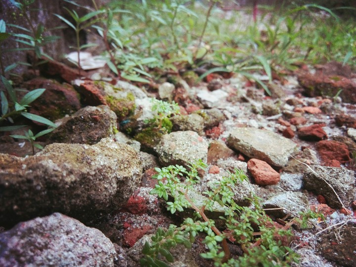 stone with tree