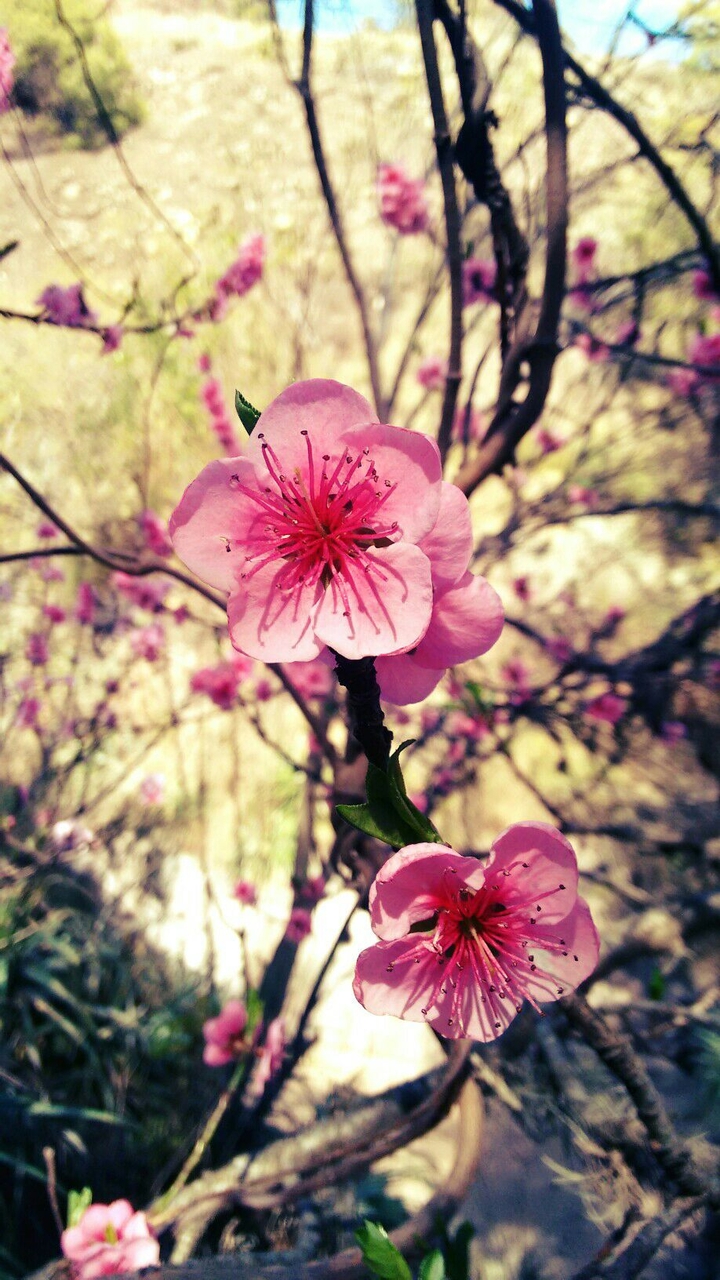 "Flores de durazno"