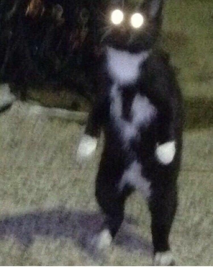 cat
