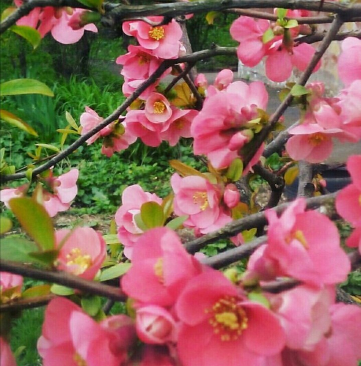 цветение вишни/the cherry blossoms