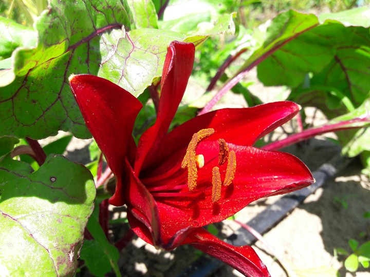 red lilly