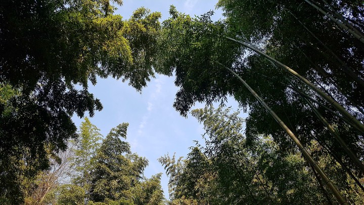 Bamboo