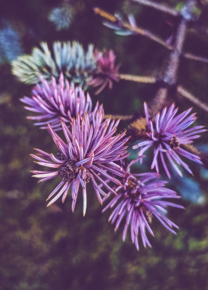 tree ?