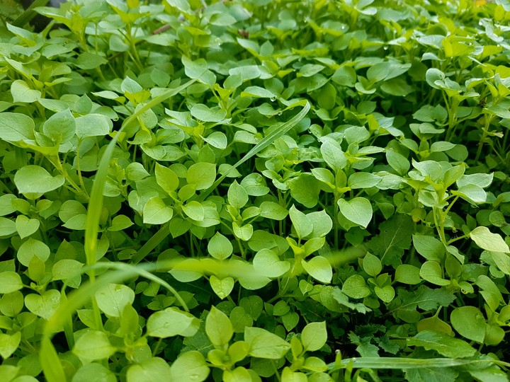greeen