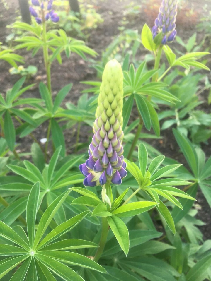 near the house