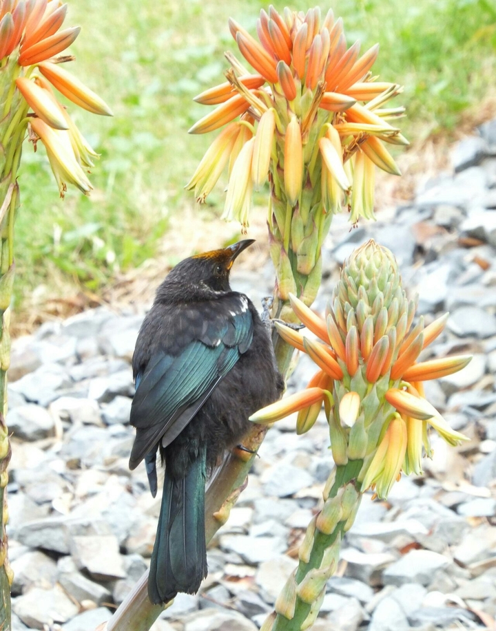 Young Tui