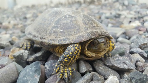 turtle