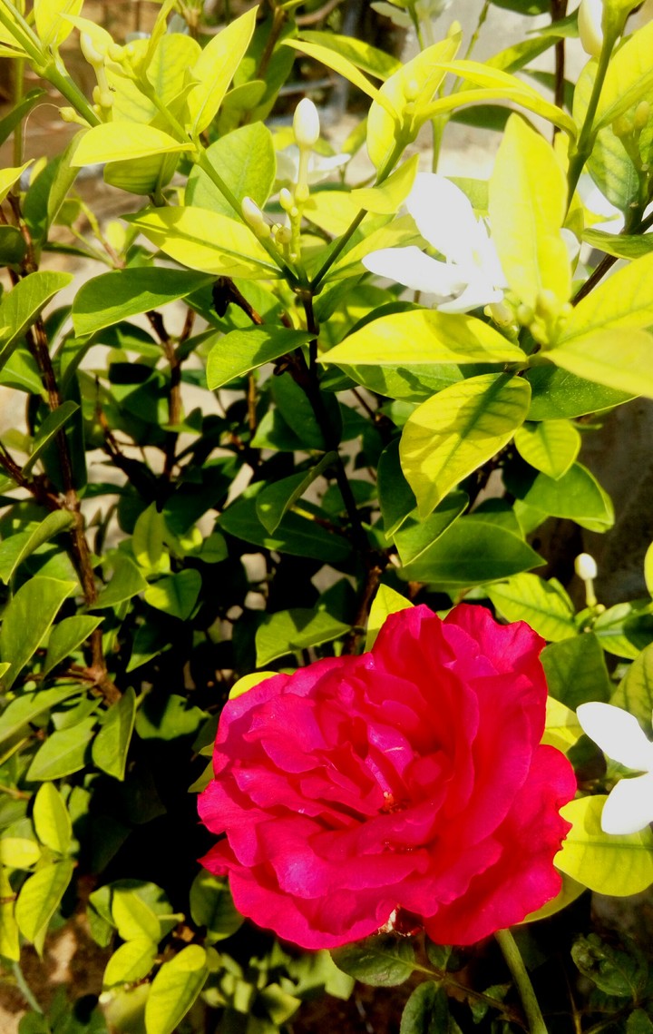 Rose