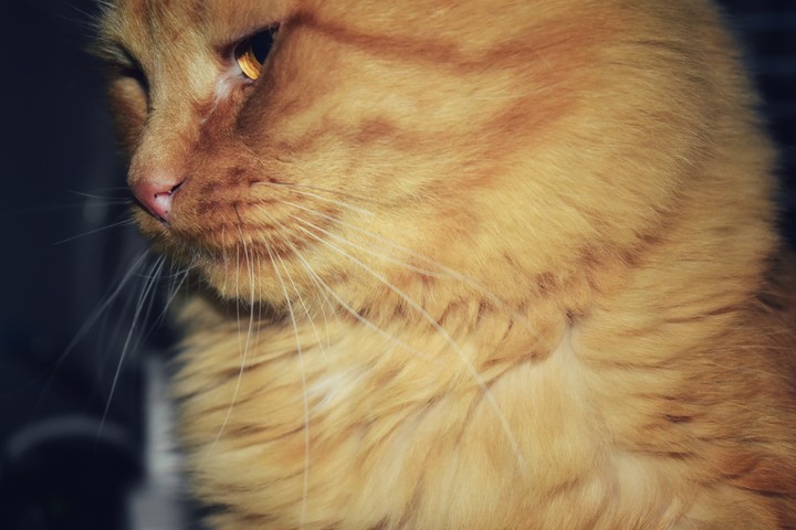 cat