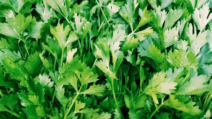 Celery leaf