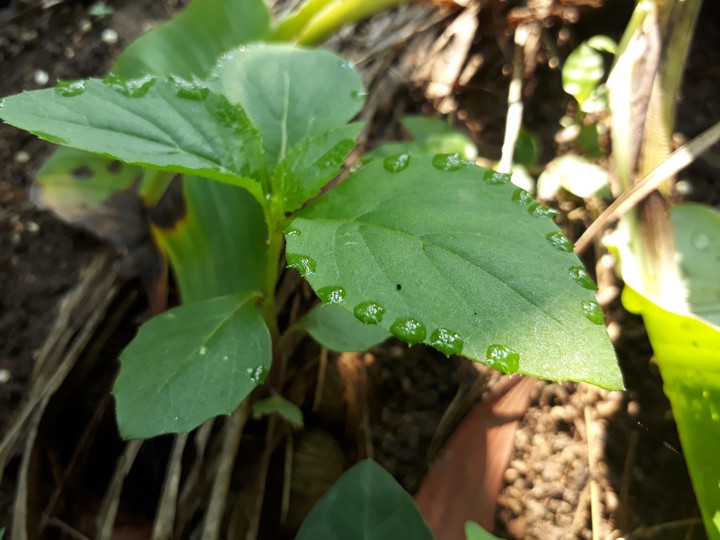 Drops