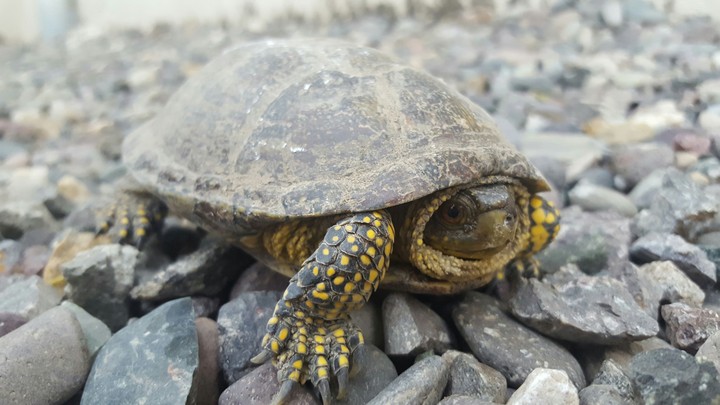 turtle