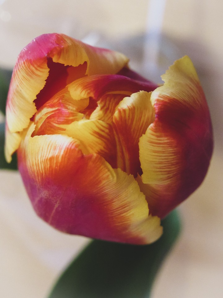 tulip