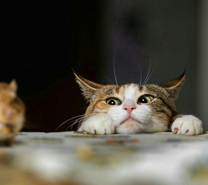 Cat, Chat