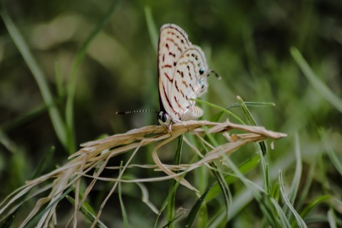 insect, pollinator háttérképek