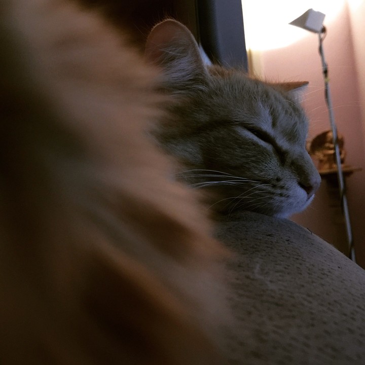 #toracat #redcat #cat