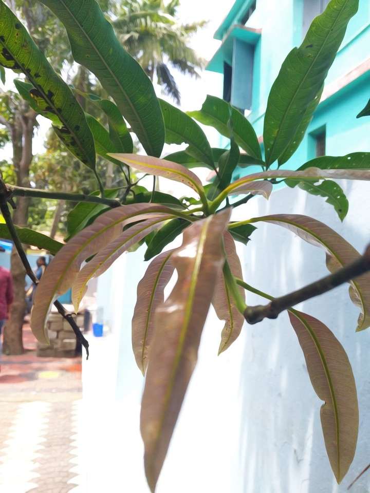 leaf