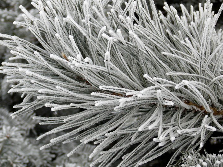 Frozen pine