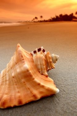 Пляж Beach