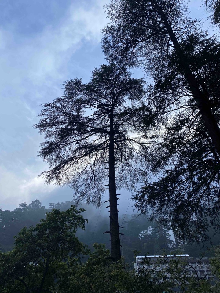 Shimla Dairy