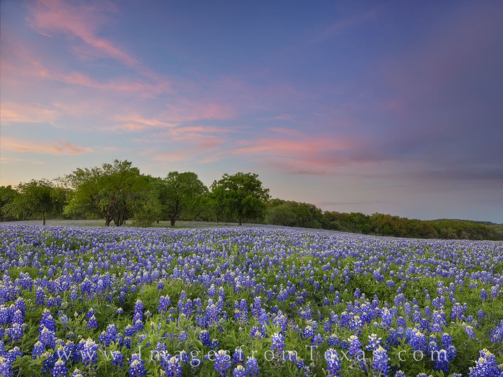 wildflowers