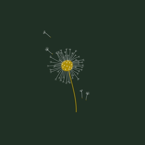 pedicel, Dandelion achtergronden