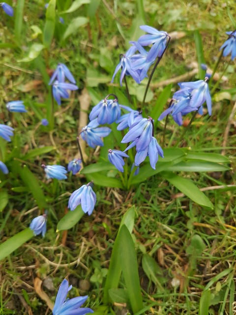 Scilla