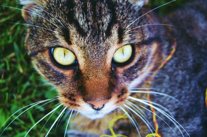 cat