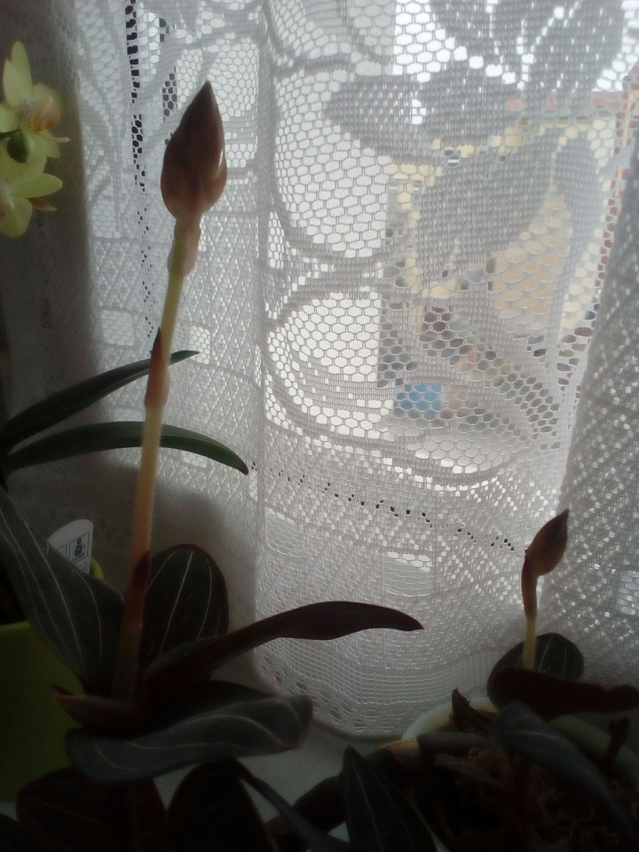 Erd - Orchidee