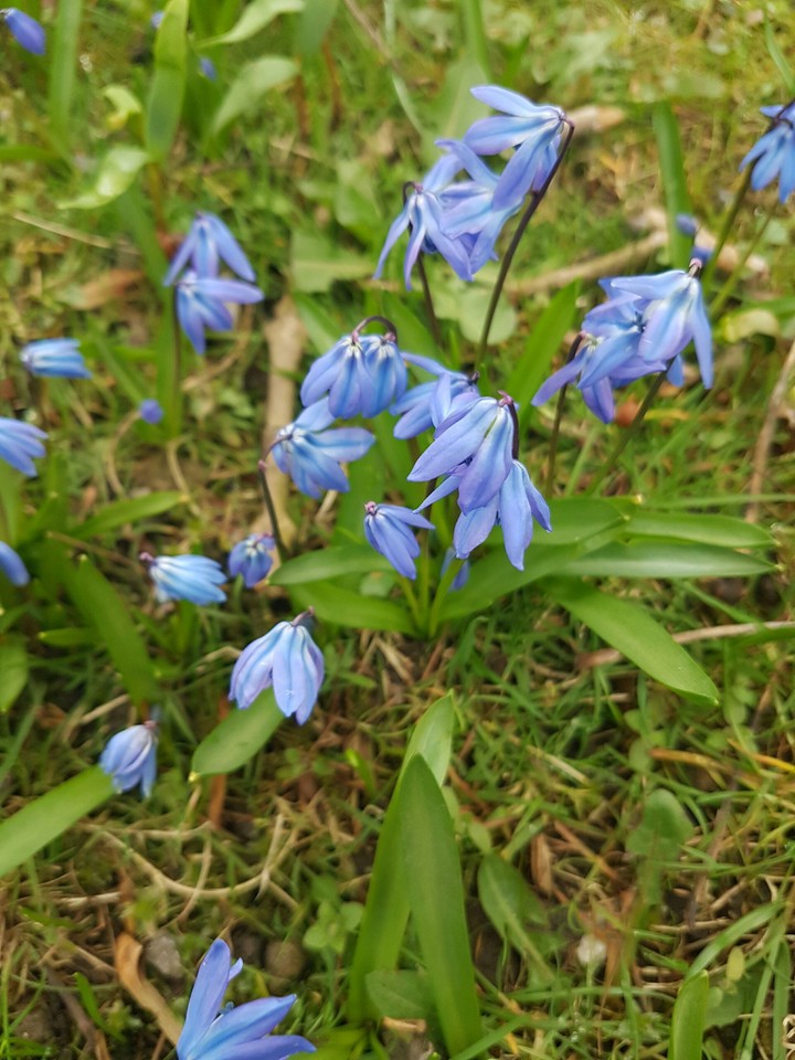 Scilla