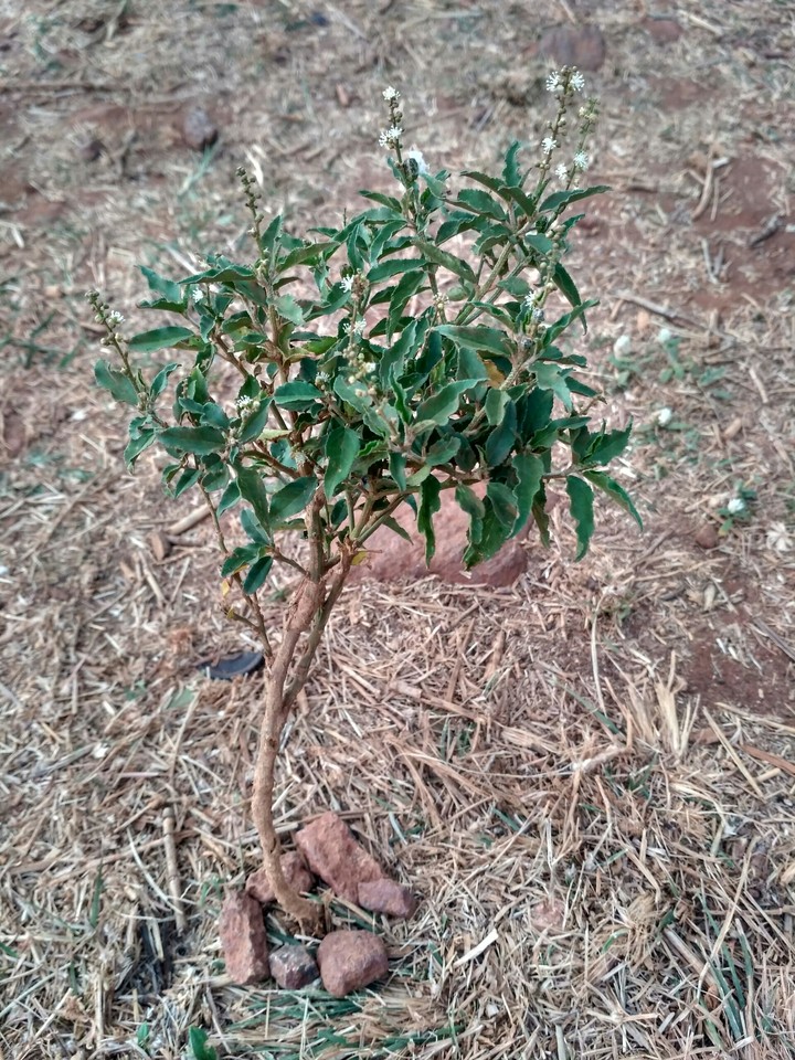 plant