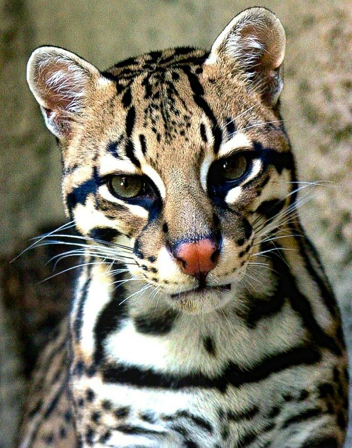 Ocelot Up Close and Personal