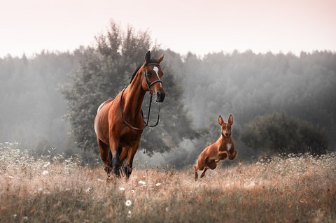 Wildlife
