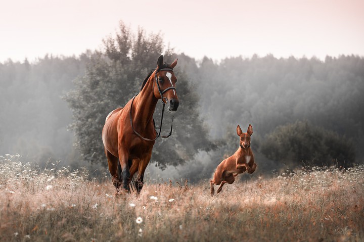 Wildlife