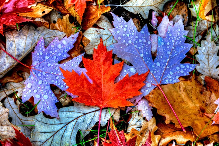 AUTUMN