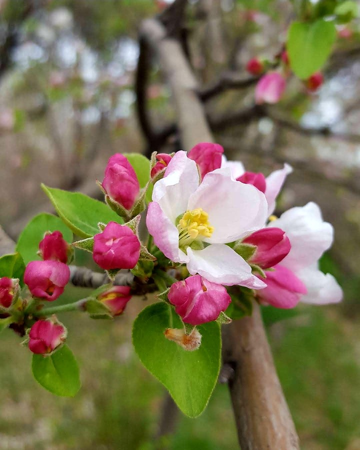 Spring