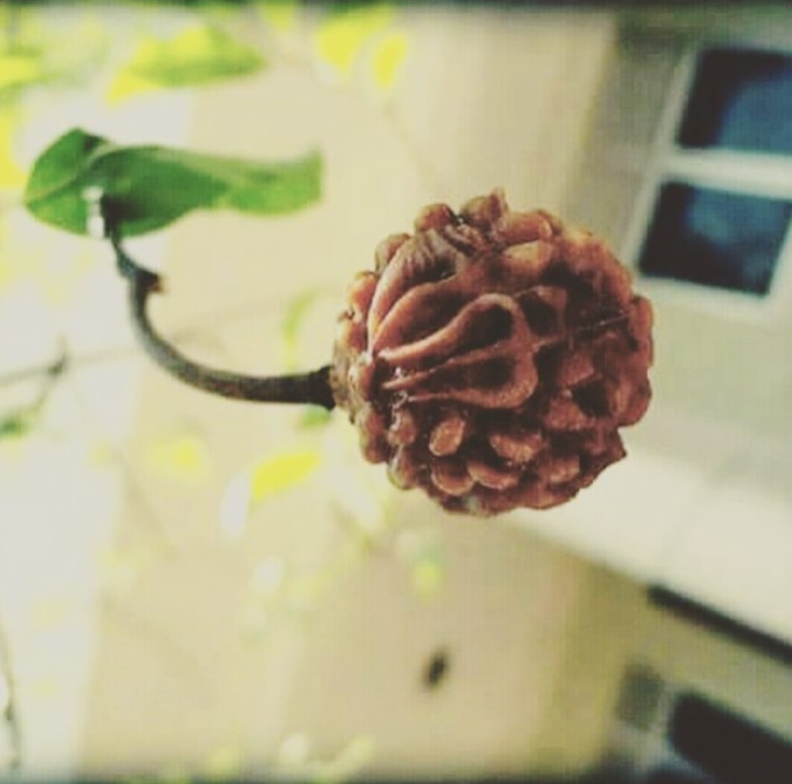 Rudraksha