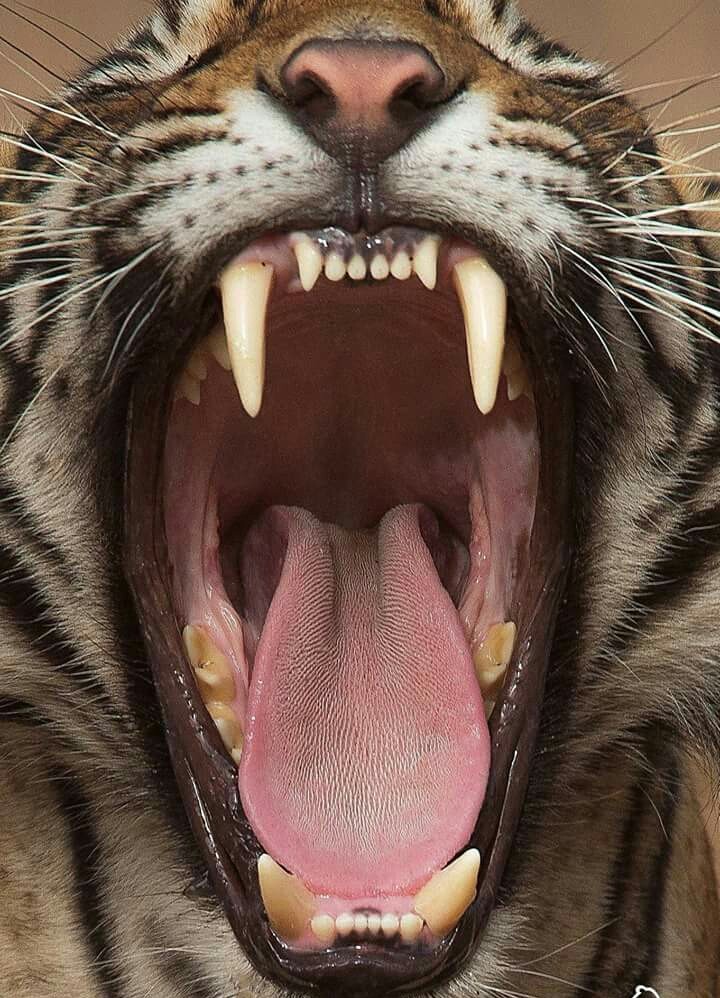 oaaaaa
