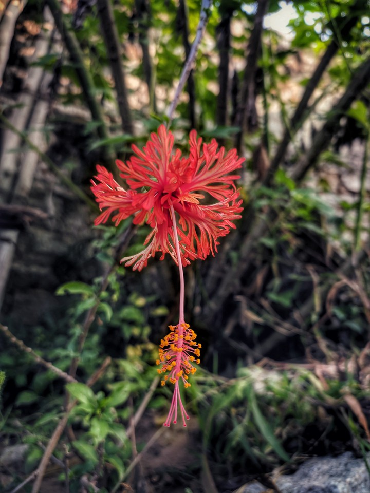 Red flower