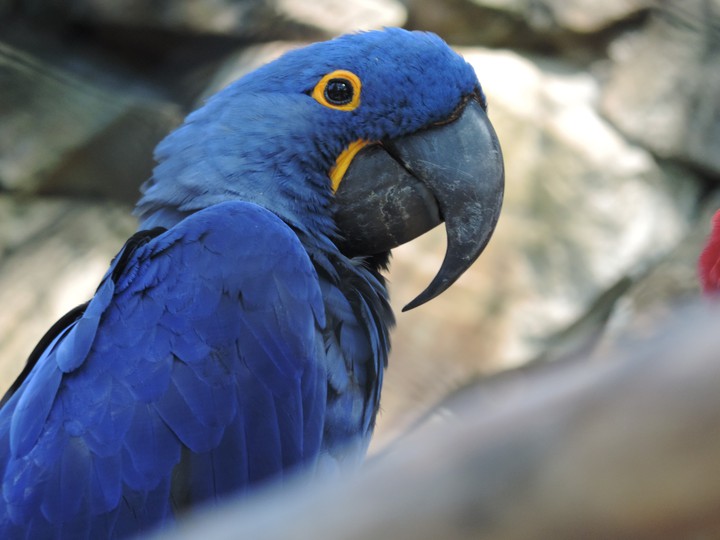 Arara azul